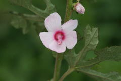 Urena lobata subsp. sinuata var. sinuata